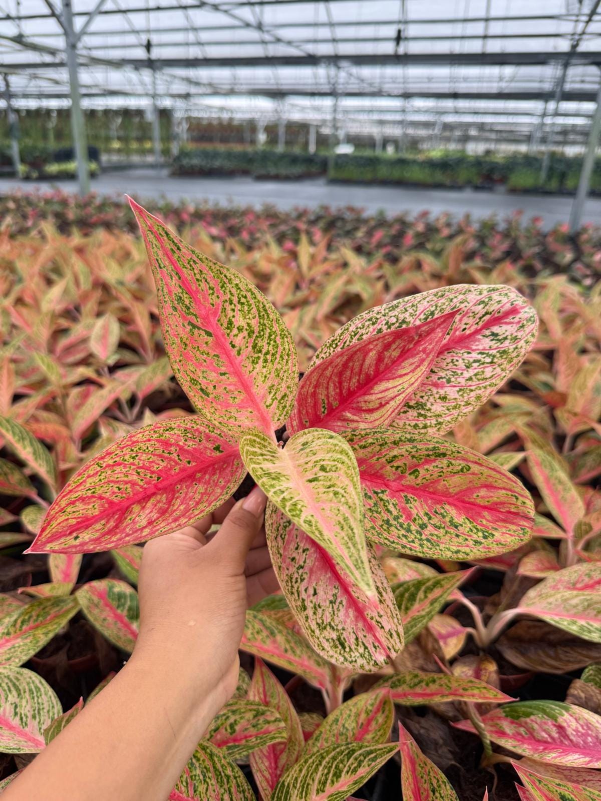 Aglaonema Legacy Pink, Chinese Evergreen - Live Plant in 4" Pot
